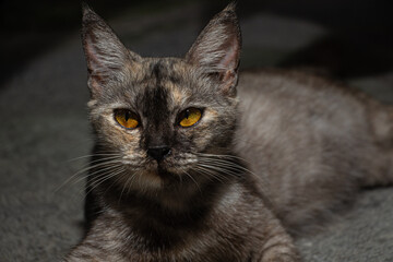 Close up view of yellow eyes cat. Beautiful cat portrait. 