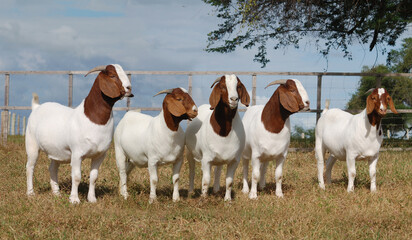 Beautiful group of female Boer goats on the farm