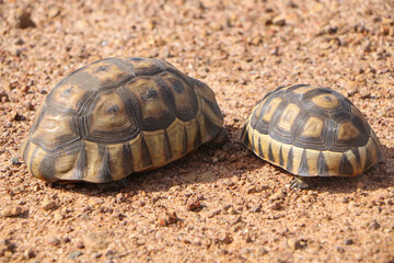 turtle on the ground