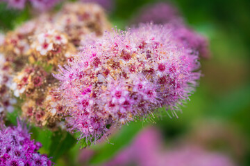 Vibrant Pink Spirea Flower Close-up. Fluffy Floral Plumes Bursting with Delicate Petals and...