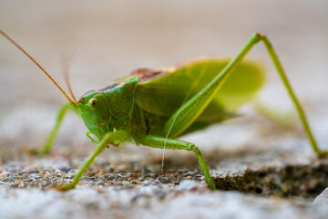 Majestic Grasshopper Posing on Rocky Ground in Vivid Detail. Striking Macro Image of Green Cricket Highlighting Delicate Features