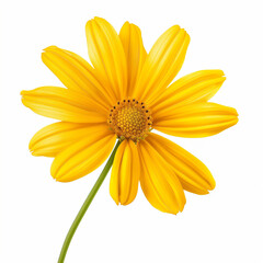 Naklejka premium beautiful yellow daisy flower isolated 