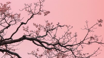 Tree branches against a pink backdrop