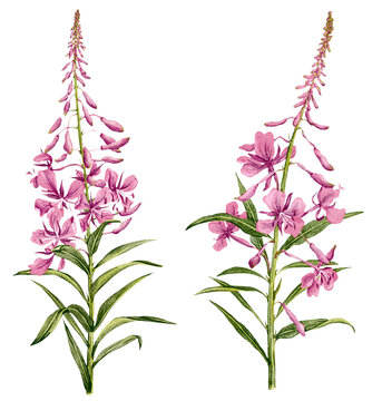 willowherb, fireweed, field flowers, watercolor drawing wild plants at white background, floral elements, hand drawn botanical illustration