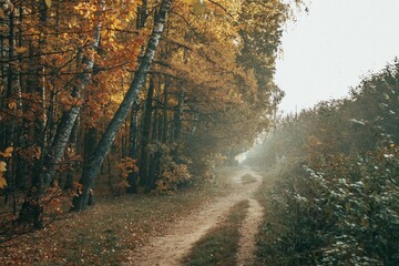 autumn in the forest