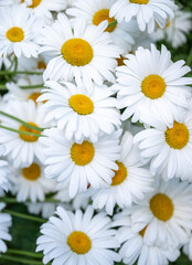 Top View of Shasta Daisies