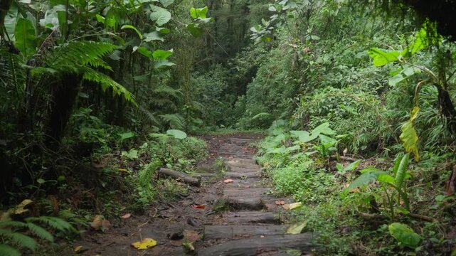 Sendero hecho con troncos en medio de la monta&ntilde;a en el bosque tropical nuboso rodeado de mucha vegetaci&oacute;n