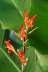 Obraz premium Red canna flowers on a background of green leaves. Canna or cannaindica flowers bloom beautifully in red