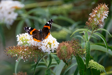 Vanessa atalanta, the red admiral, is resting on the flower 