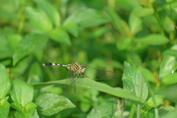 Fototapeta premium Green dragonfly among the grass. abstract shape for banner background or graphic design
