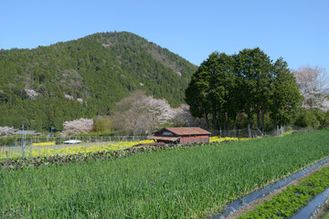 春の大原　田園風景　京都市左京区
