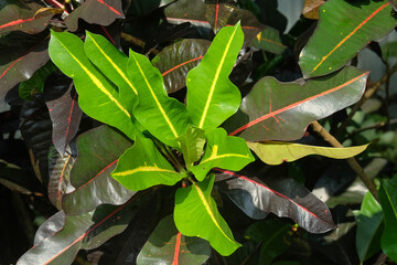 Close up of green croton leaves. Croton leaves have abstract shapes and patterns © Hary