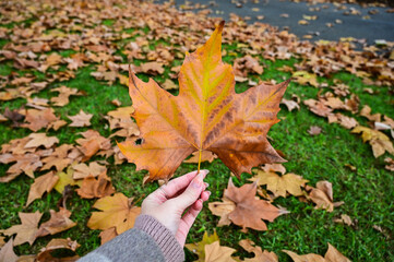 Hand holding maple leaf close-up