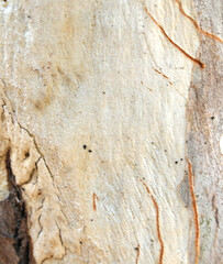 Eucalyptus tree bark texture, Bark of eucalyptus tree, seamless texture, a eucalyptus tree bark texture background image