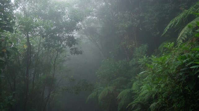 Hermoso paisaje con neblina en medio del bosque tropical nuboso rodeado de helechos y mucha vegetaci&oacute;n