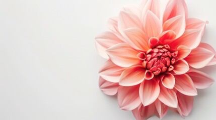 White background with a pink flower