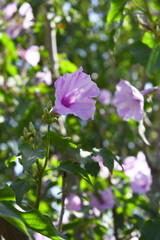 Ipomoea carnea, Ipomoea carnea, the pink morning glory is a species of morning glory that grows as a bush, A close view of Ipomoea carnea flower in nature, Chakwal, Punjab, Pakistan
