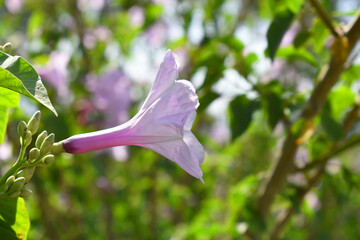 Ipomoea carnea, Ipomoea carnea, the pink morning glory is a species of morning glory that grows as a bush, A close view of Ipomoea carnea flower in nature, Chakwal, Punjab, Pakistan