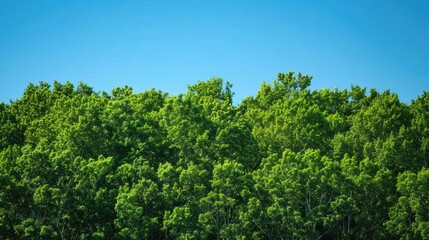 Lush green treetops against a clear blue sky, creating a vibrant and peaceful nature scene. Perfect for a serene backdrop