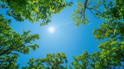 Fototapeta premium Treetops under a clear blue sky, capturing the essence of a sunny and tranquil day in nature. Peaceful and scenic