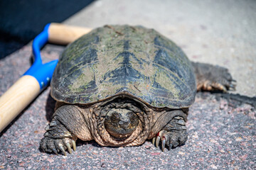 Selective focus on a large snapping turtle crossing a paved road in search of new territory.