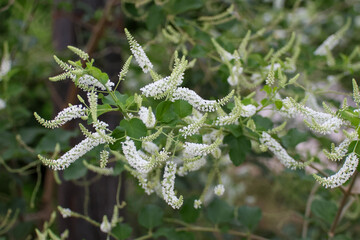 Buddleja paniculata Wall