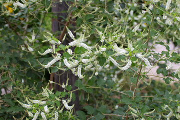 Buddleja paniculata Wall