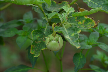 Fototapeta premium Eggplant fruit on the eggplant tree
