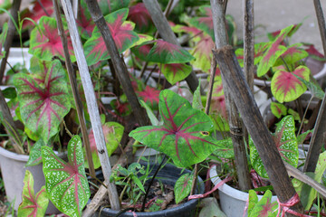 Colored bonsai tree, ornamental plant in a pot