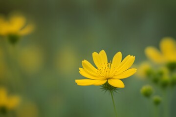 Obraz premium Lance leaf tickseed flower bokeh background, AI Generated 