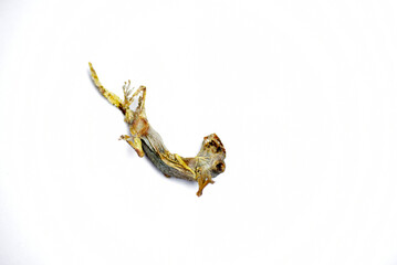 Lizard fossils isolated on white background