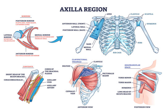 Axilla region anatomy with skeletal or muscular structure outline diagram, transparent background. Labeled educational medical scheme with borders, contents.
