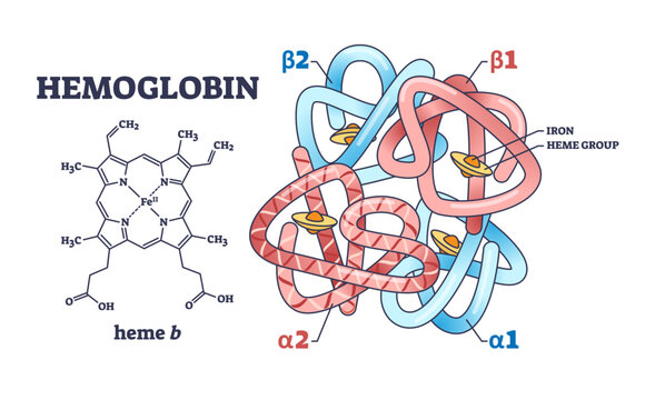 Hemoglobin chemical structure with polypeptide chain and heme group outline diagram, transparent background. Labeled educational scheme with scientific closeup and alpha or beta parts illustration.