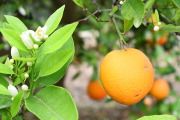 ripe oranges on tree, close-up of a beautiful orange tree with orange, fruit hanging on a tree, Close-up of ripe oranges hanging on a tree in an orange plantation garden, Chakwal, Punjab, Pakistan