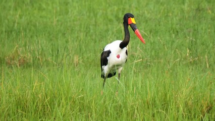 black crowned crane