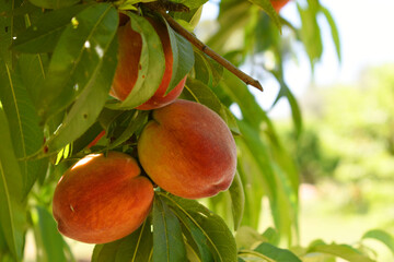 Fresh Ripe Peach fruits on a tree branch with leaves closeup, A bunch of ripe Peaches on a branch, Ripe delicious fruit peaches on the tree, Ripe sweet peach fruitson a tree, Chakwal, Punjab, Pakistan