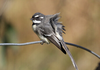 Grey Fantail bird with ruffled feathers perched on a metal wire
