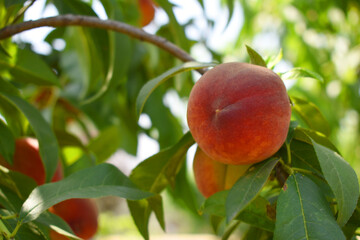 Fresh Ripe Peach fruits on a tree branch with leaves closeup, A bunch of ripe Peaches on a branch, Ripe delicious fruit peaches on the tree, Ripe sweet peach fruitson a tree, Chakwal, Punjab, Pakistan
