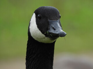 Canada Goose Wicksteed Park Kettering 