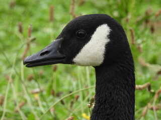 Canada Goose country goose portrait