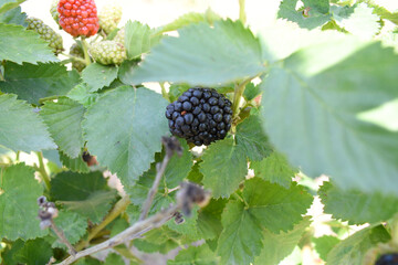 Natural food - fresh ripe blackberries in a garden. Bunch of ripe blackberry fruit - Rubus...