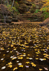 708-53 Maple Leaves in the Stream