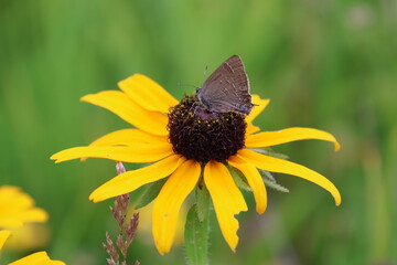Butterfly on Brown Eyed Susan