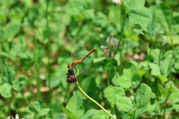 Dragonfly in clover field