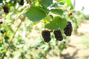 Natural food - fresh ripe blackberries in a garden. Bunch of ripe blackberry fruit - Rubus...