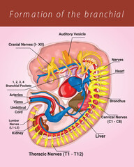 Formation of the branchial