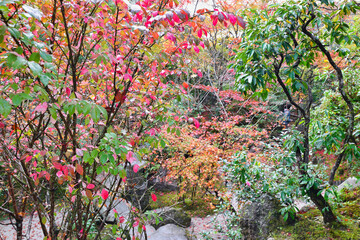 京都　大原　宝泉院　宝楽園　美しい秋の庭園と紅葉（日本京都府京都市）
Beautiful autumn garden and autumn leaves at　Horakuen（Horaku-en,Hōraku-en), Hosen-in Temple(Hosenin Temple, Hōsen-in), Ohara, Kyoto,Japan