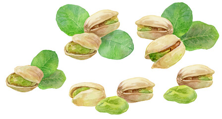 さまざまなピスタチオの挿絵　手描きの水彩画