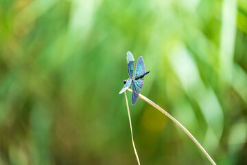 blue dragonfly on leaf. a butterfly dragonfly on leaf.  a quiet wetland scene