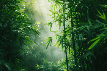 Obraz premium Green Bamboo Forest: Escape to the tranquility of a lush bamboo forest, where sunlight filters through the leaves creating a calming ambiance.
